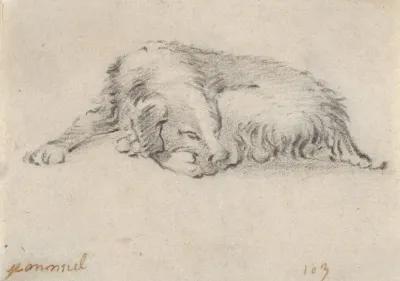Study Of A Sleeping Dog