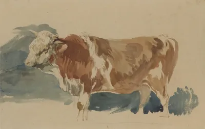 Study Of A Spotted Ox