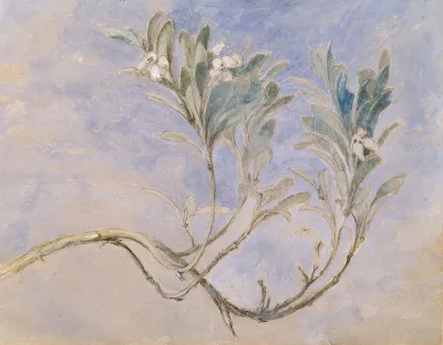 Study Of A Sprig Of A Myrtle Tree