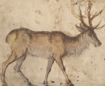 Study Of A Stag