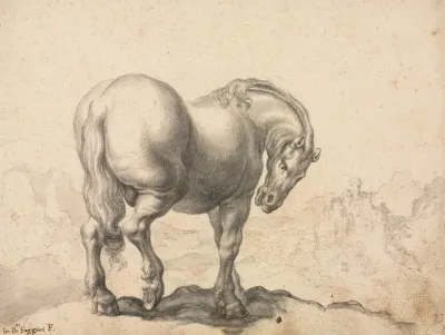 Study Of A Stallion