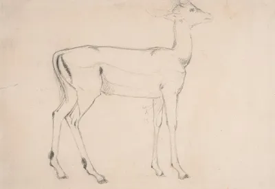 Study Of A Standing Deer