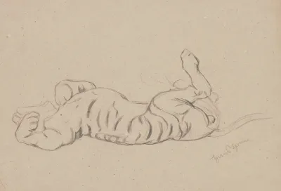 Study Of A Stretching Tiger