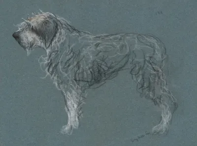 Study Of A Terrier