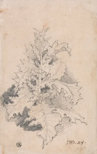 Study Of A Thistle