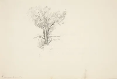Study Of A Tree 10