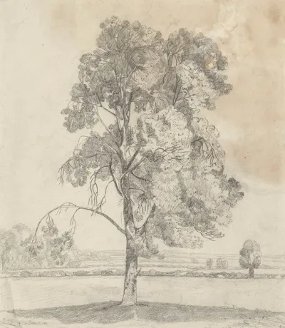 Study Of A Tree 17
