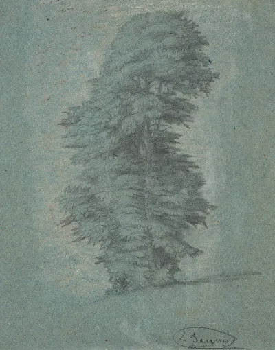 Study Of A Tree 19