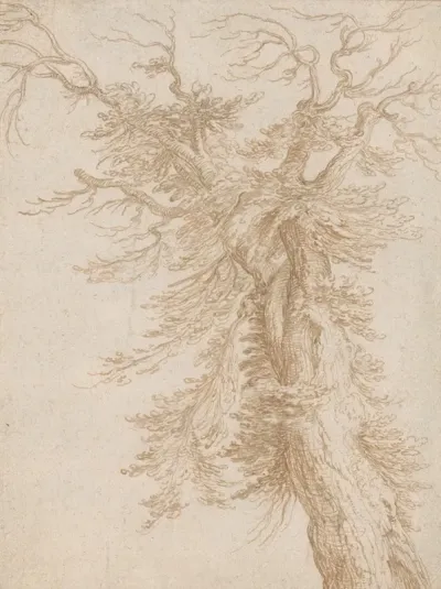 Study Of A Tree 3