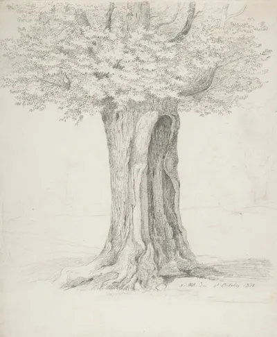 Study Of A Tree 5