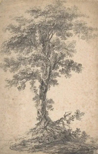 Study Of A Tree 6
