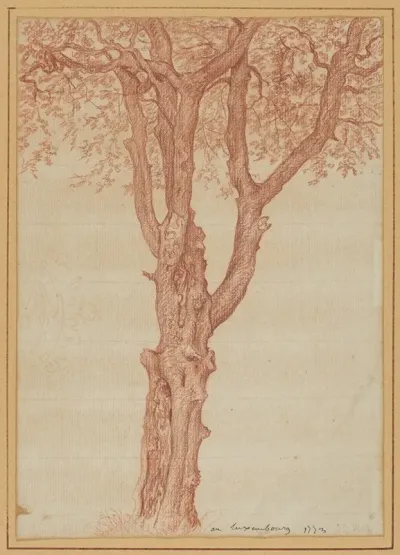 Study Of A Tree In The Luxembourg Gardens