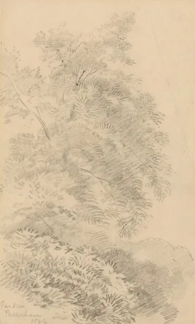 Study Of A Tree On A Grassy Bank