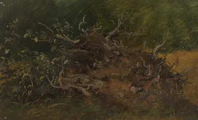 Study Of A Tree Stump