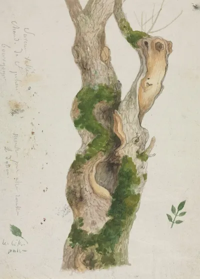 Study Of A Tree Trunk 2