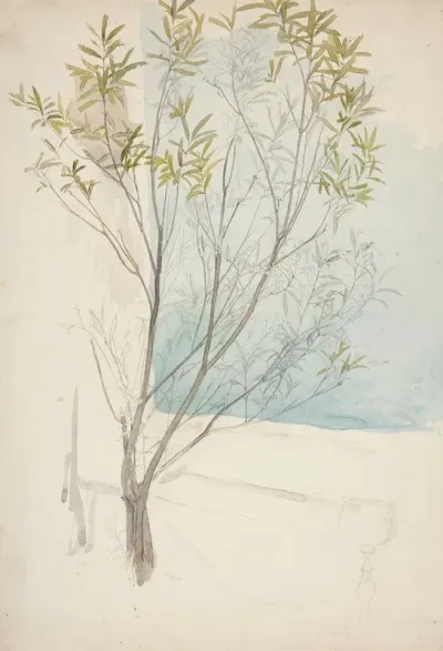 Study Of A Tree