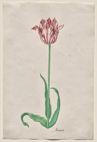 Study Of A Tulip Anvaers