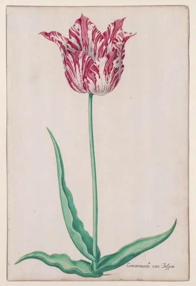 Study Of A Tulip Gemarmerde Van Jasper
