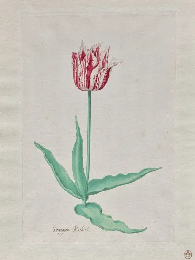 Study Of A Tulip Perregoen Machieu