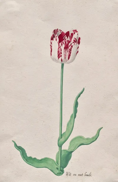 Study Of A Tulip Wit En Root Boode