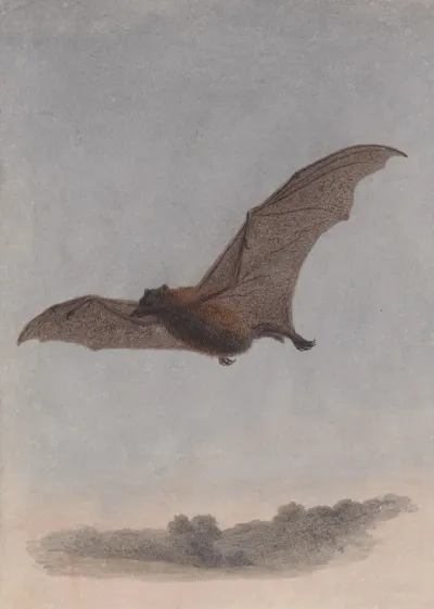 Study Of A Vampire Bat