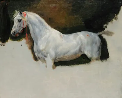 Study Of A White Horse