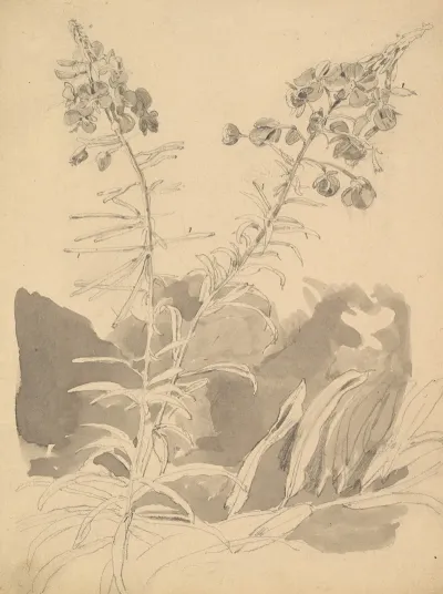 Study Of A Willowherb