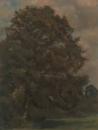 Study Of An Ash Tree 2