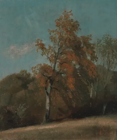 Study Of An Ash Tree