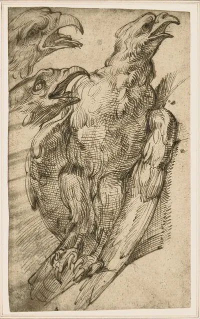 Study Of An Eagle