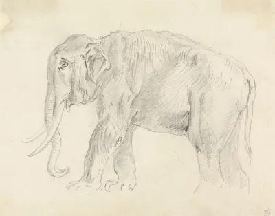 Study Of An Elephant 2