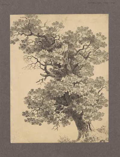 Study Of An Oak 2