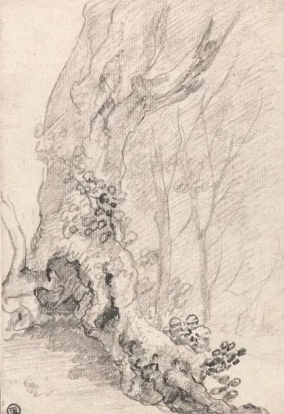 Study Of An Old Tree Trunk And Creeper Covered Roots