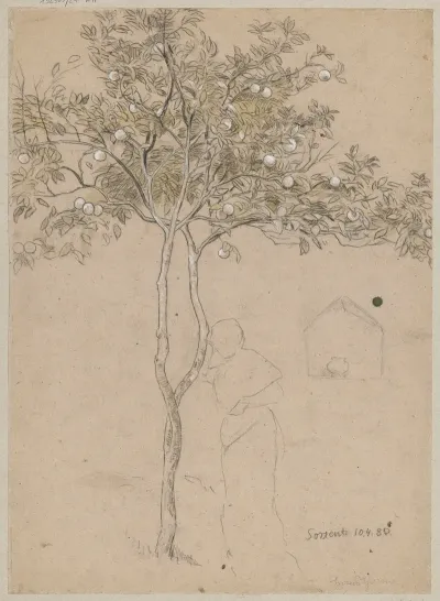 Study Of An Orange Tree From The Vicinity Of Sorrento Contour Of A Female