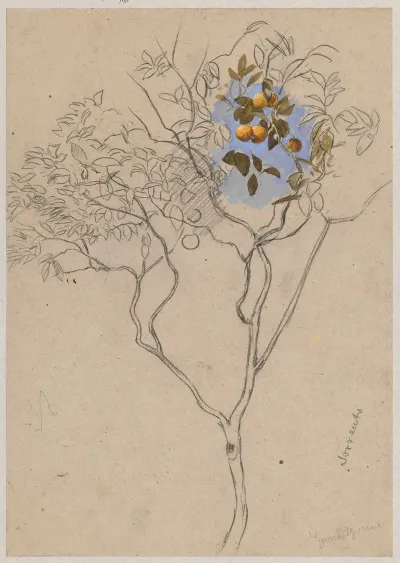 Study Of An Orange Tree From The Vicinity Of Sorrento