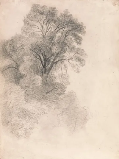 Study Of Ash Trees