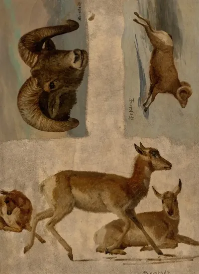 Study Of Bighorn Sheep And Antelope