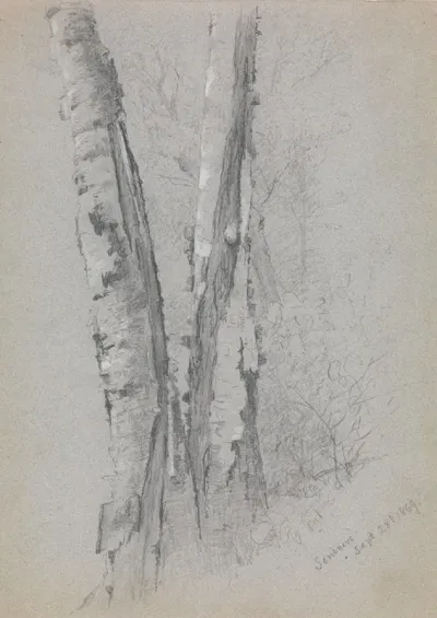 Study Of Birch Trunks Scribners