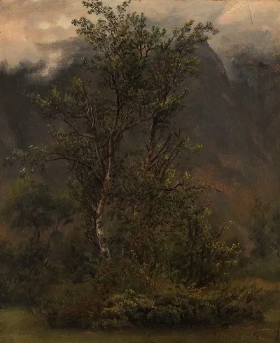 Study Of Birches In Romsdal