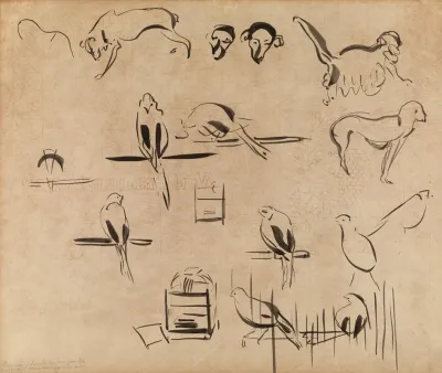 Study Of Birds