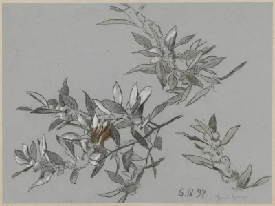 Study Of Blooming Branches