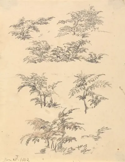 Study Of Bracken
