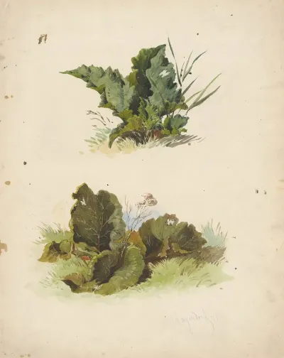 Study Of Broadleaved Plants