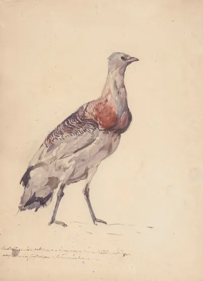 Study Of Bustard