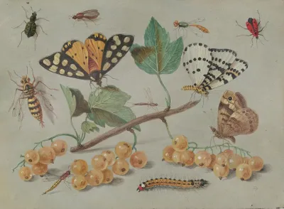 Study Of Butterfly And Insects