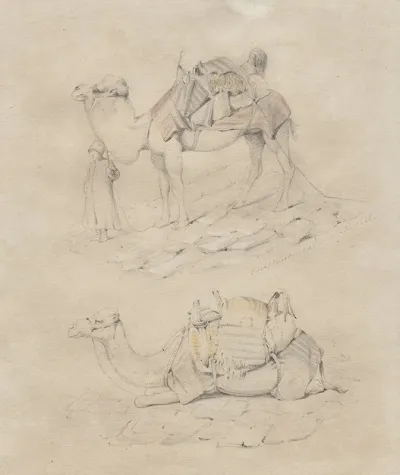 Study Of Camels