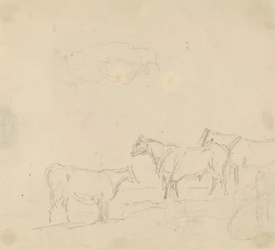 Study Of Cattle 2
