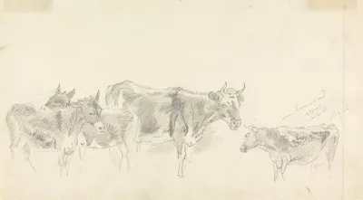 Study Of Cattle And Donkeys