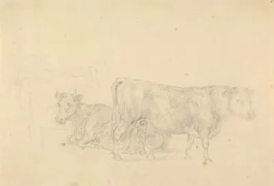 Study Of Cattle Bull In Foreground Facing Right