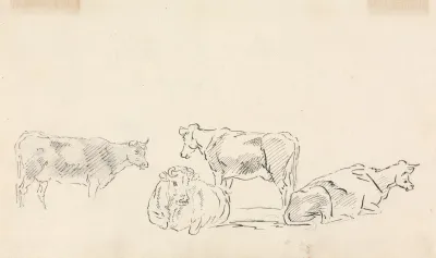 Study Of Cattle